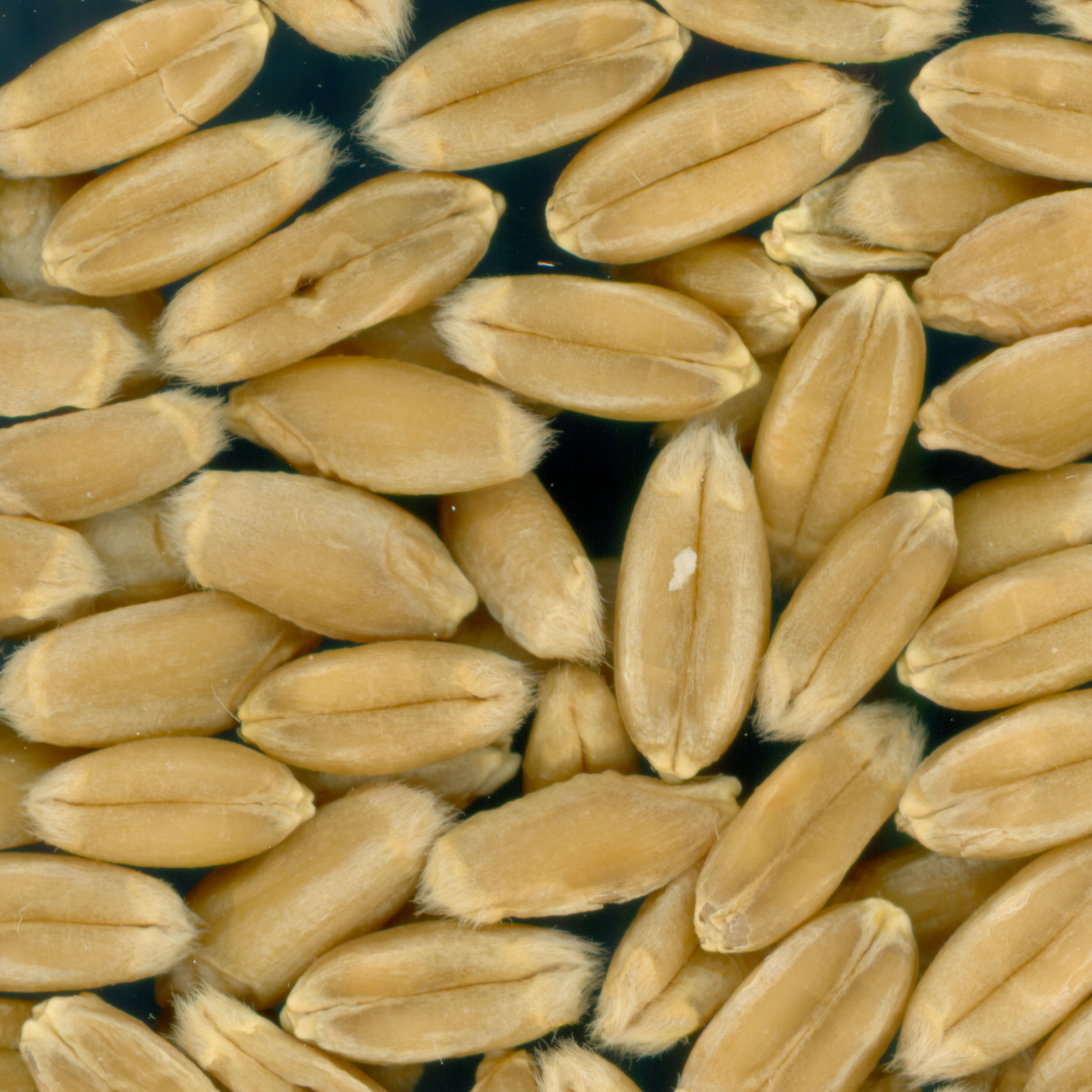 KERNELS